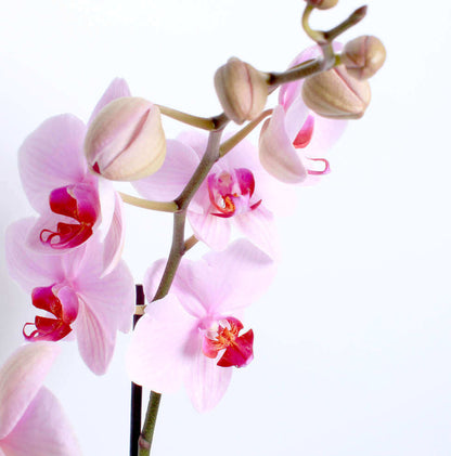 Pink Orchid Planter