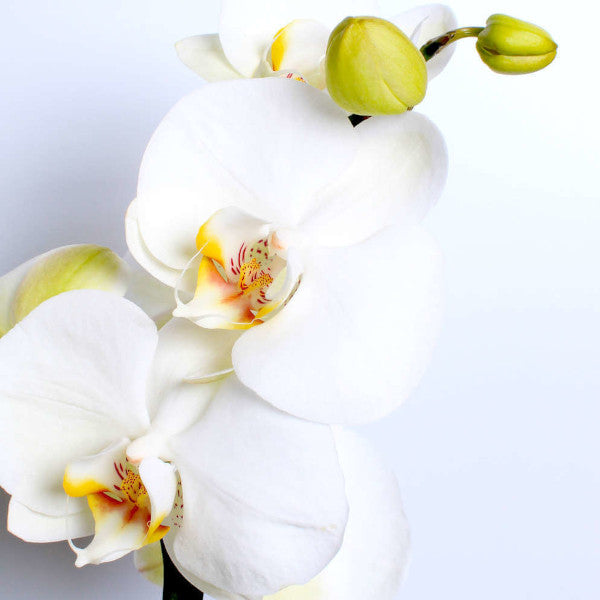 White Orchid Planter